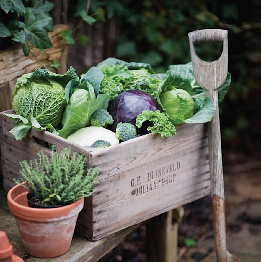 vegetables with upbeet logo